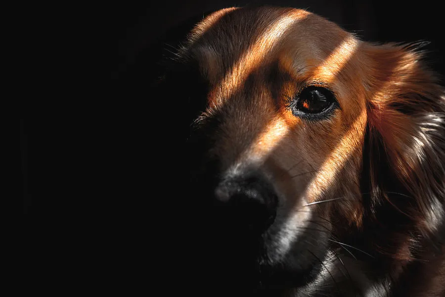 Câmara aprova urgência para projeto que classifica maus-tratos a animais com morte ou mutilação como crime hediondo